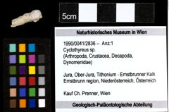 Foto (Objekt + Etiketten) von Cyclothyreus sp. 
